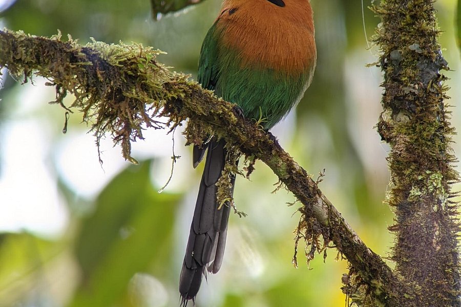 Marcelo Arias Birding Guide image
