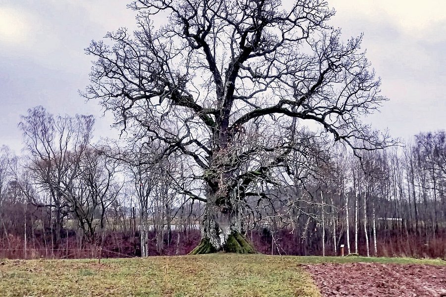 Dambji Great Oak image