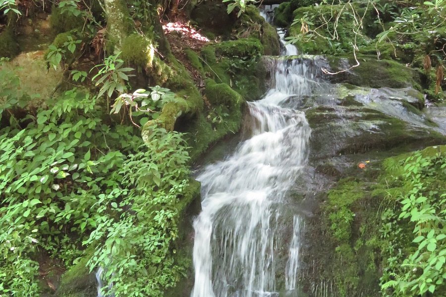 Cliff Branch Falls image