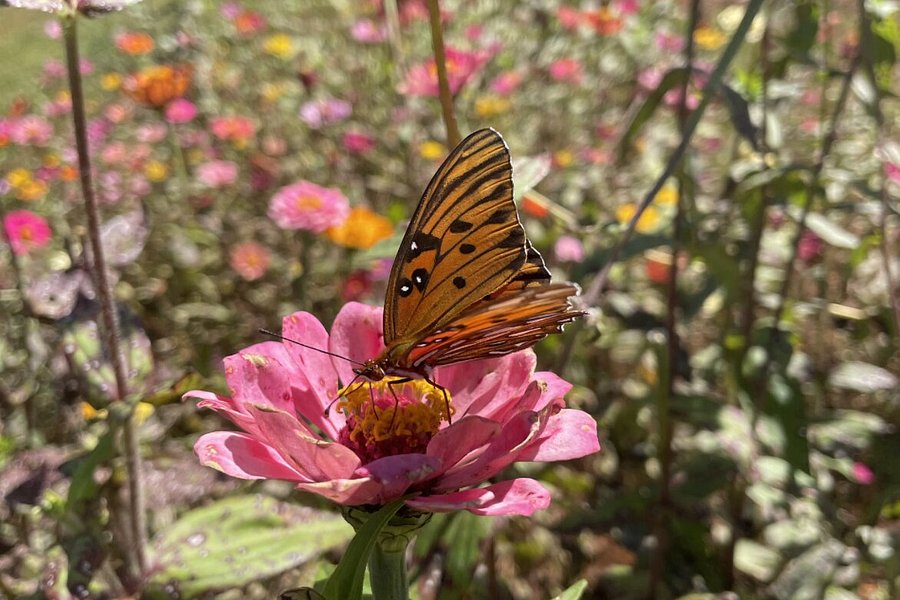 Dahlonega Butterfly Farm image