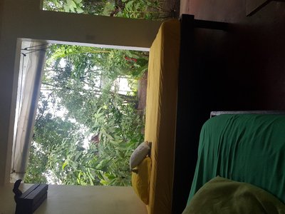 Hotel photo 8 of Aracari Garden Hostel.