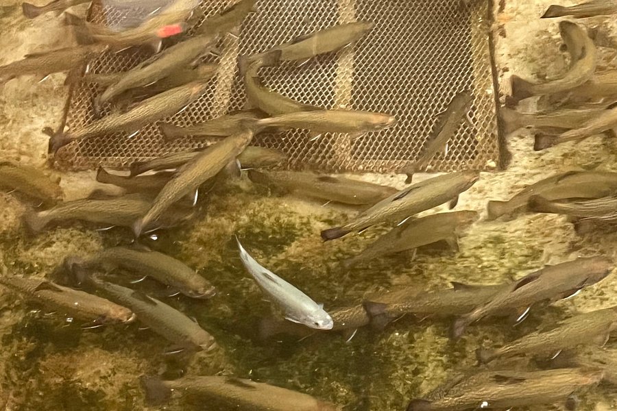 Warren County Fish Hatchery image