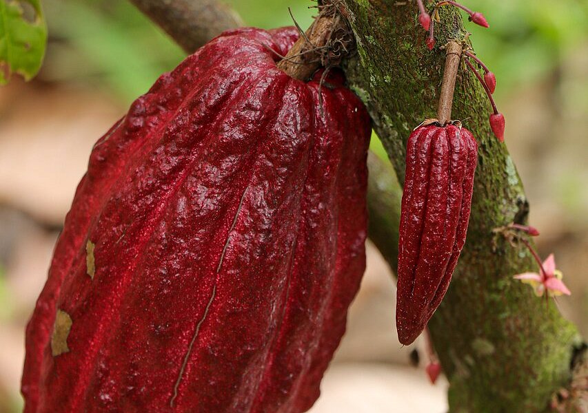 Cinco Cacao image