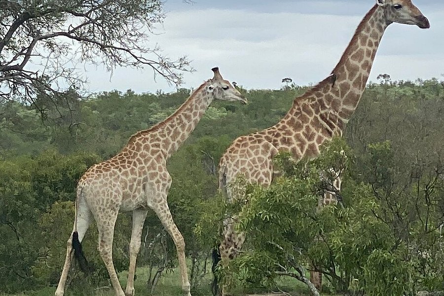 On Safari Africa image