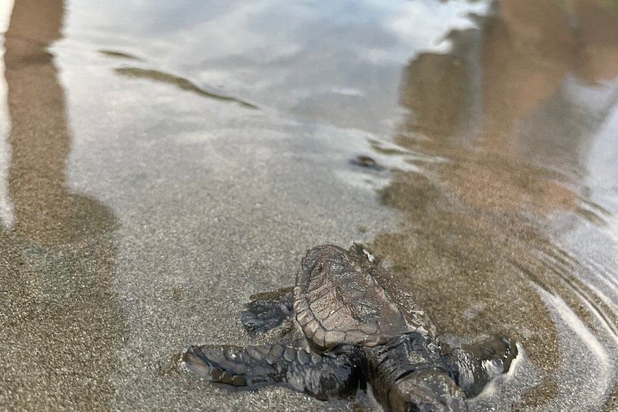 Save The Turtles Playa Venao image