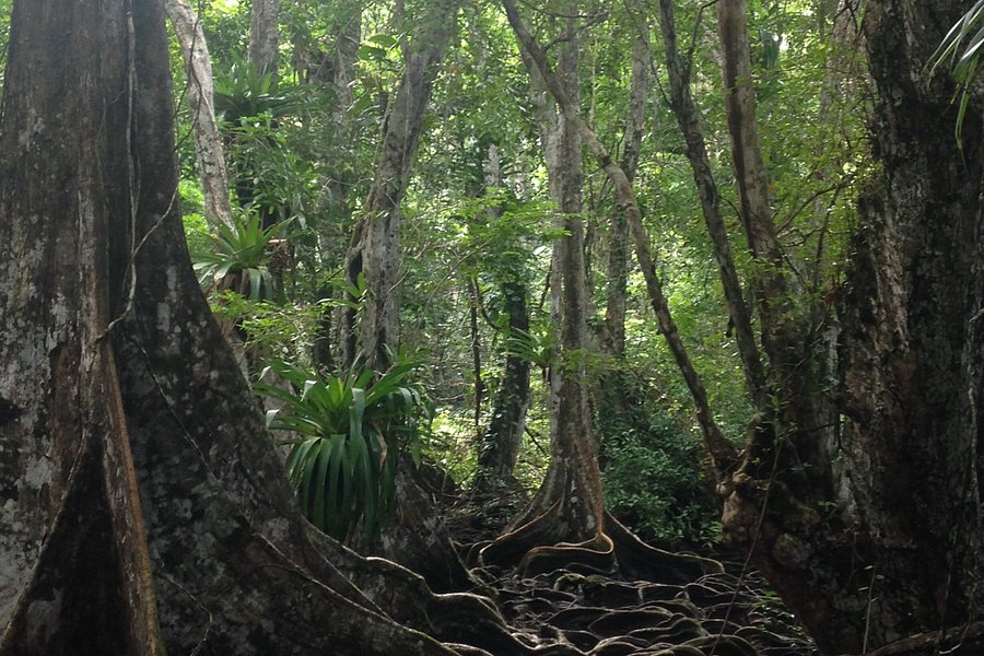 Jungle Walks Bocas Del Toro image