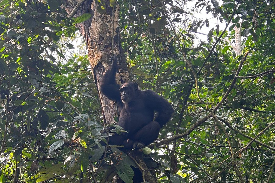 Primate Expeditions image