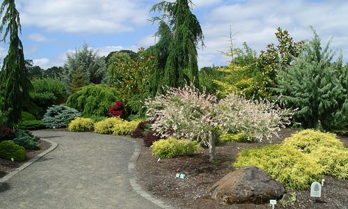 Conifer collection at the Oregon Garden