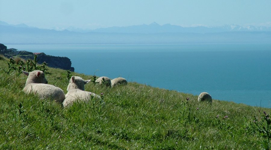 Hiking in the Port Hills