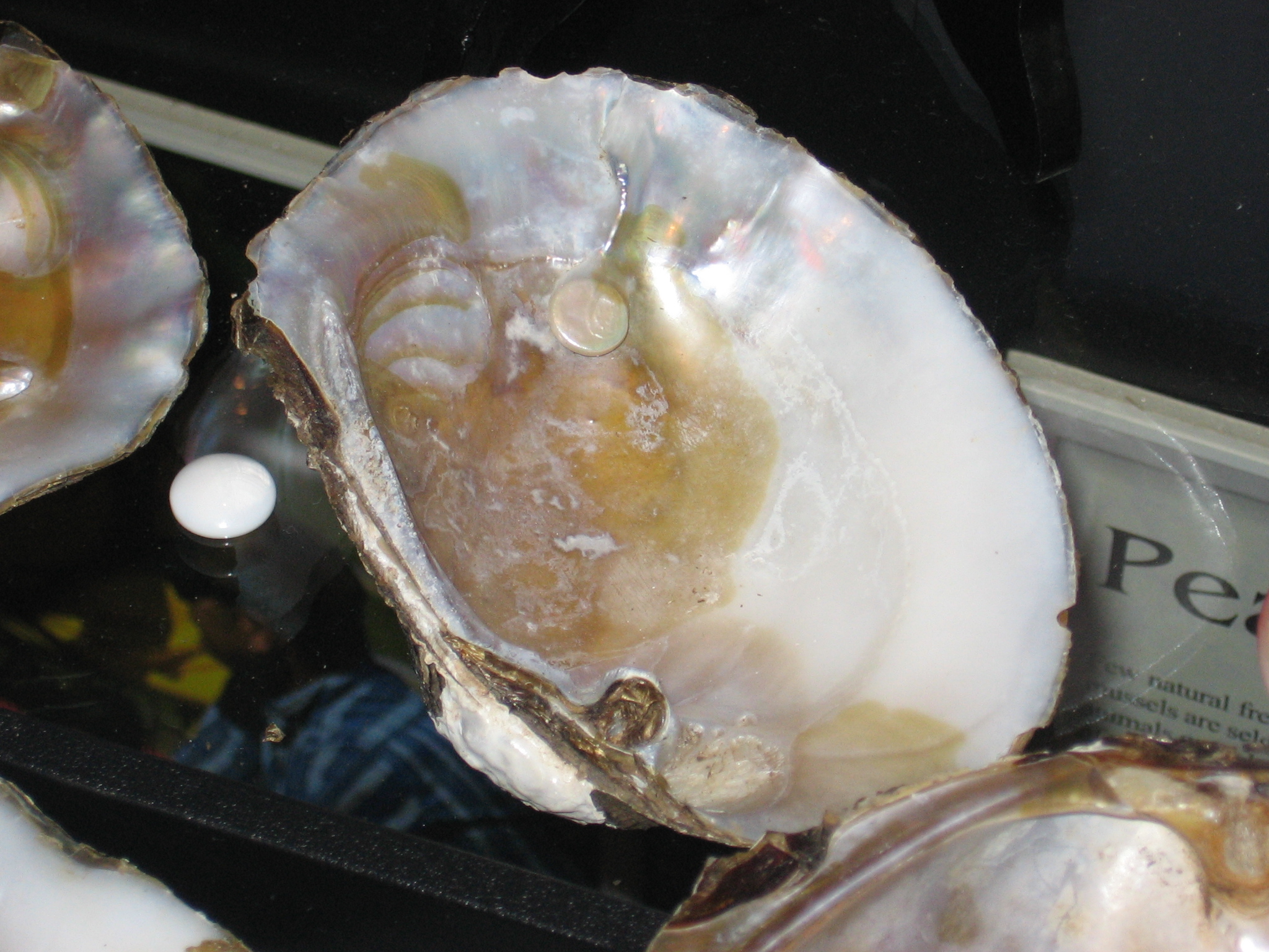 TENNESSEE RIVER FRESHWATER PEARL FARM AND MUSEUM Camden 2022 What   Closeup Of A Pearl Grown 