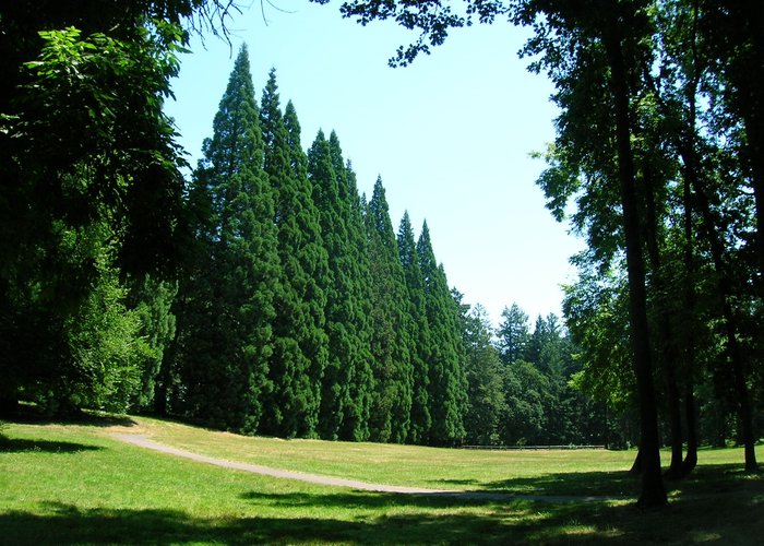 Gaint Sequoia