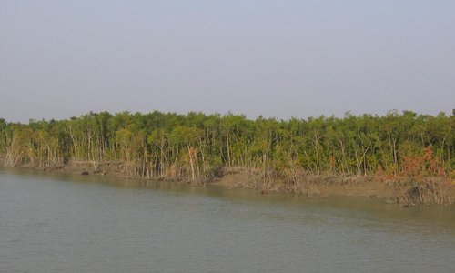 Sunderbans Forest Bangladesh