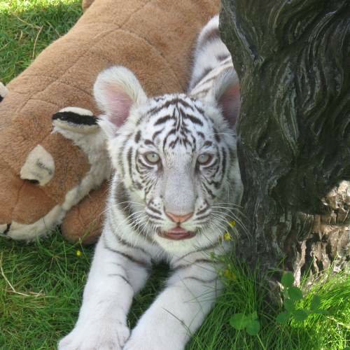 Cougar Mountain Zoo image