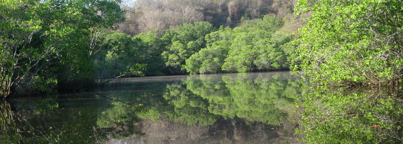 Mangrove reflections