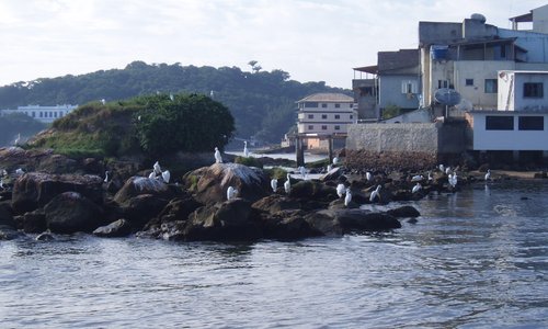 Birds in Macaé Fishing Docks