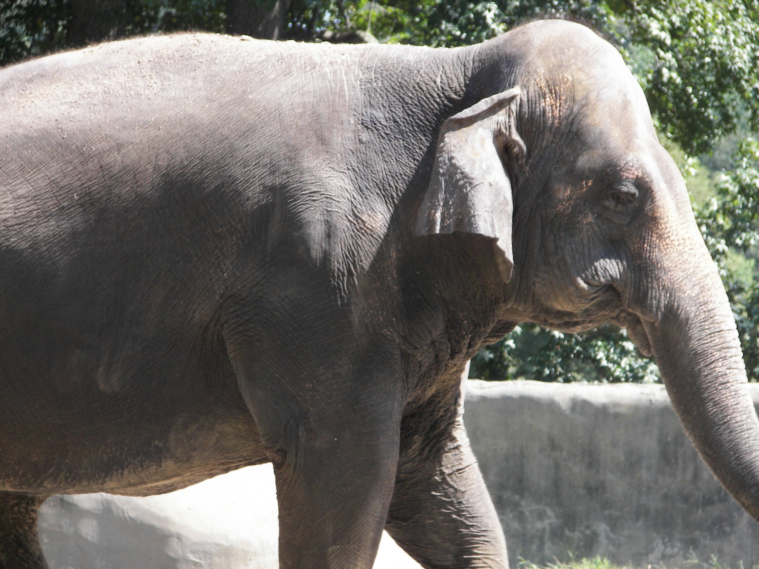 Baton Rouge Zoo All You Need To Know BEFORE You Go   Elephent 