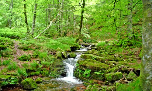 la selva de Irati