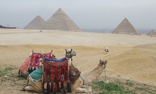 Camels and Pyramids 2