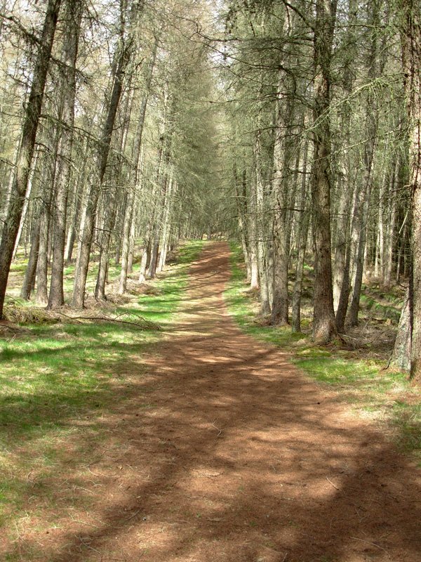 Edinburgh Medical Walkabouts