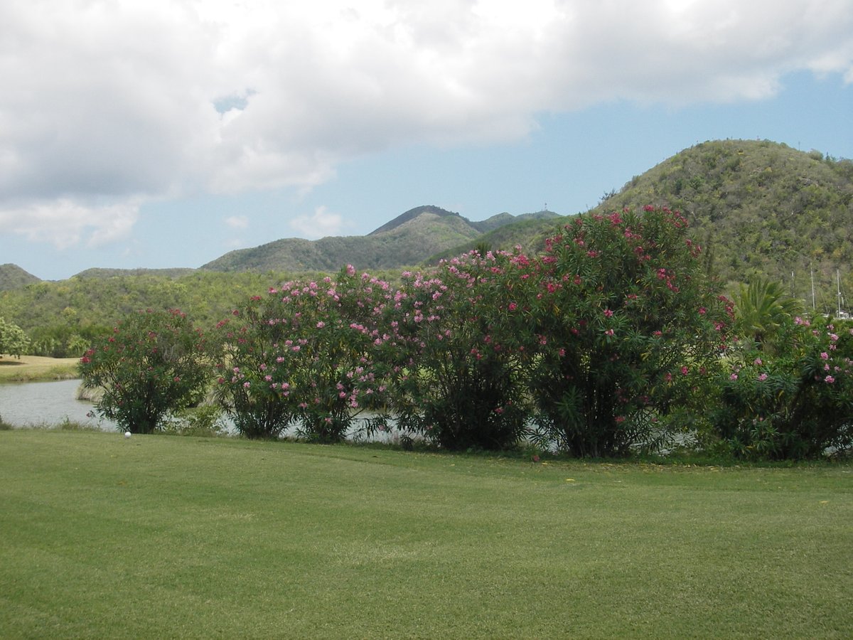 Jolly Harbour Golf Club (Antigua) 2022 Lohnt es sich? (Mit fotos)