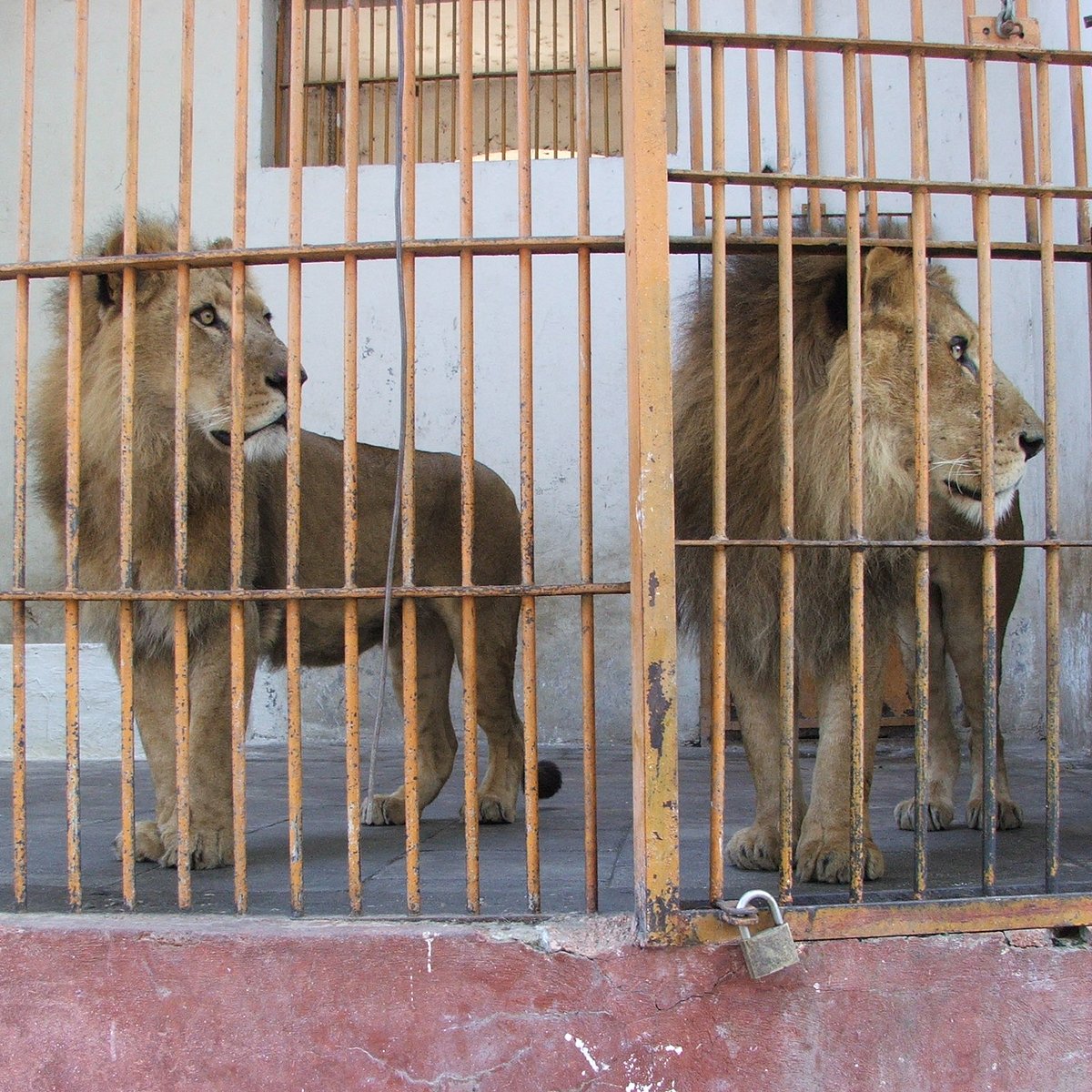 Giza Zoo - 2023 All You Need to Know BEFORE You Go (with Photos) Giza Zoo - 2023 All You Need to Know BEFORE You Go (with Photos)