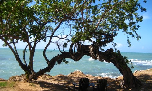 Jake's tree