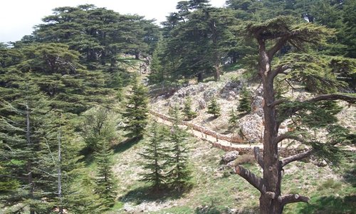 cedars