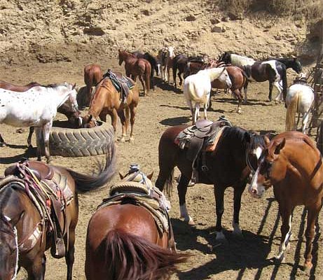 Smith Mountain Lake Horseback Riding Lesson