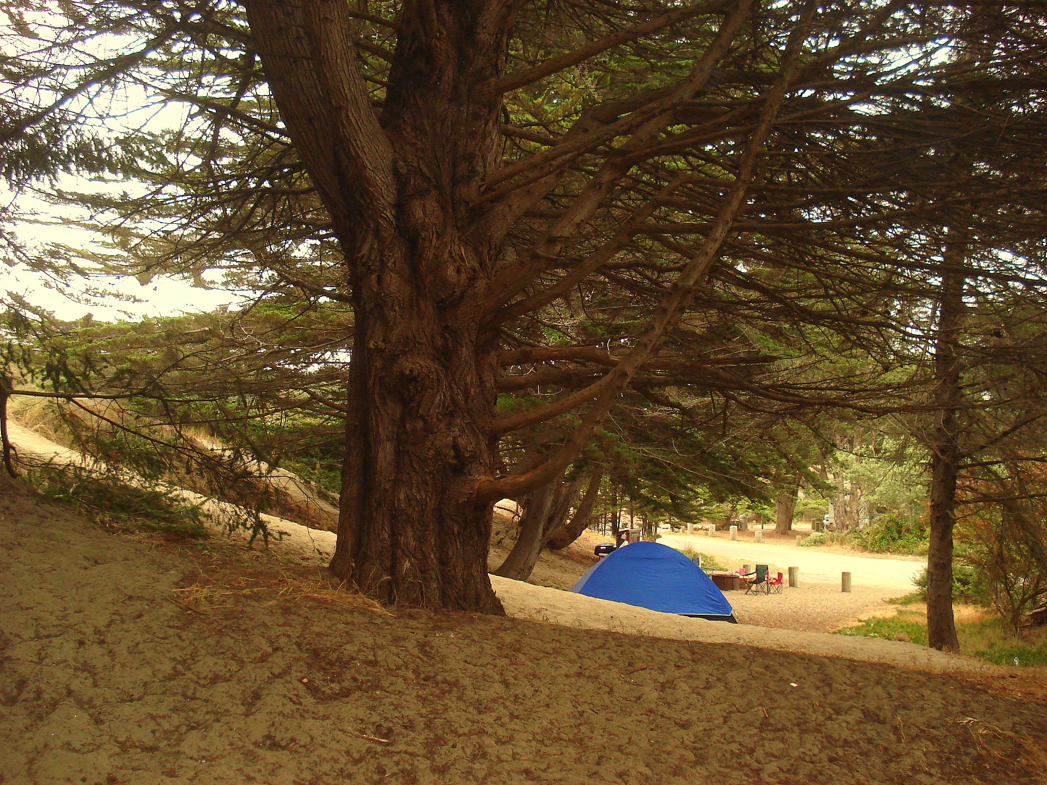 Bodega shop dunes campground