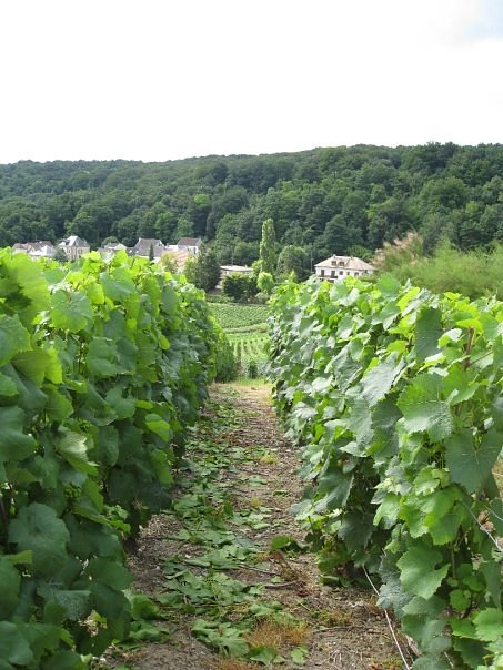 Maison Moet et Chandon - Picture of C La Vigne- Authentic Champagne Tour,  Issy-les-Moulineaux - Tripadvisor