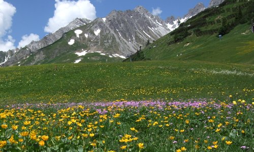 wid flowers above St Anton