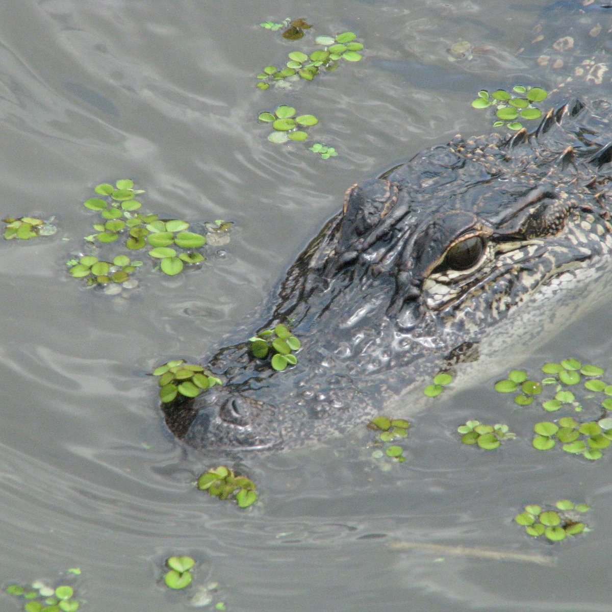 zam's swamp tours kraemer louisiana