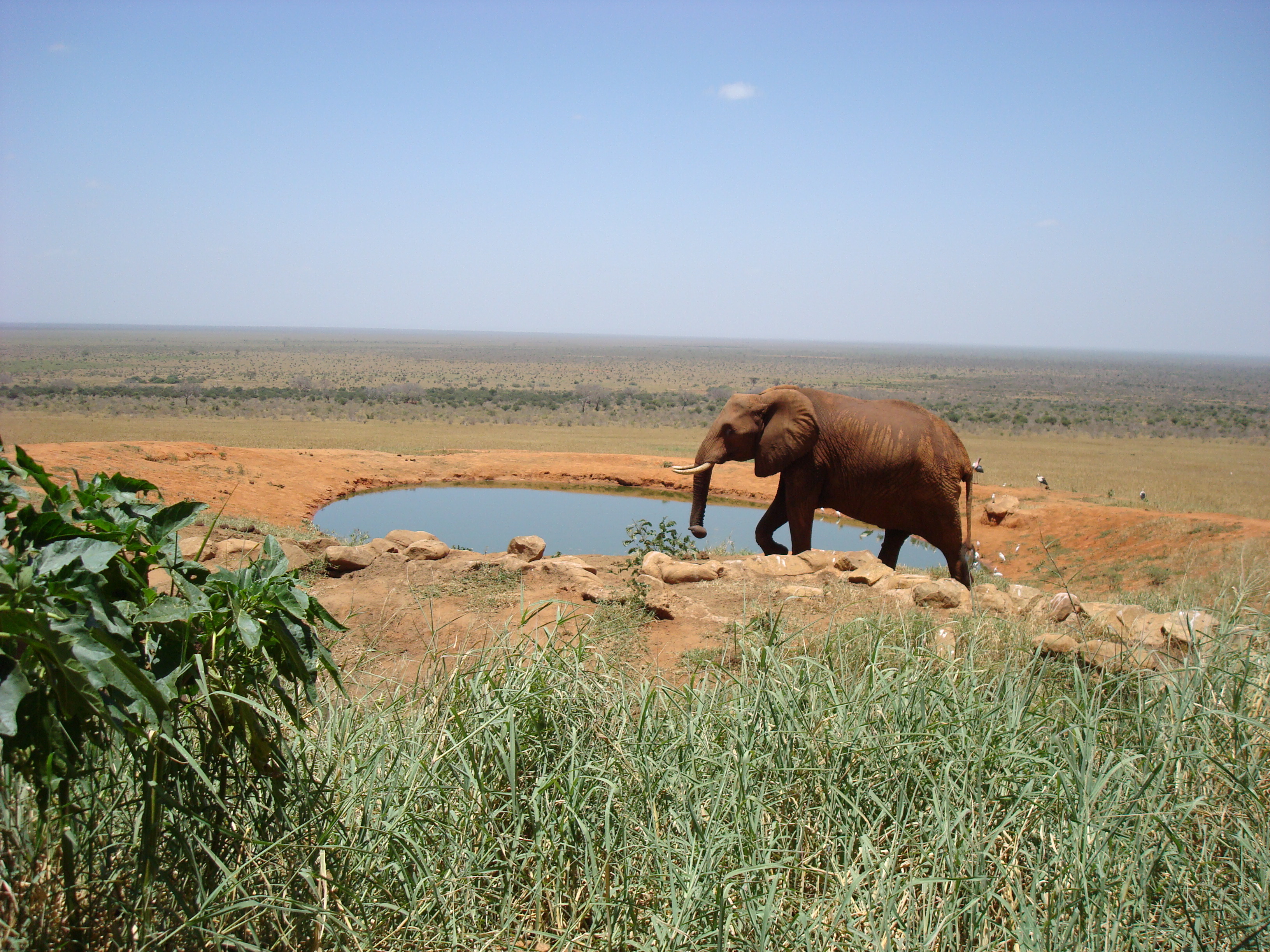 Tsavo National Park East 2021: Best Of Tsavo National Park East, Kenya ...