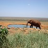 Things to do in Tsavo National Park East, Coast Province: The Best Multi-day Tours