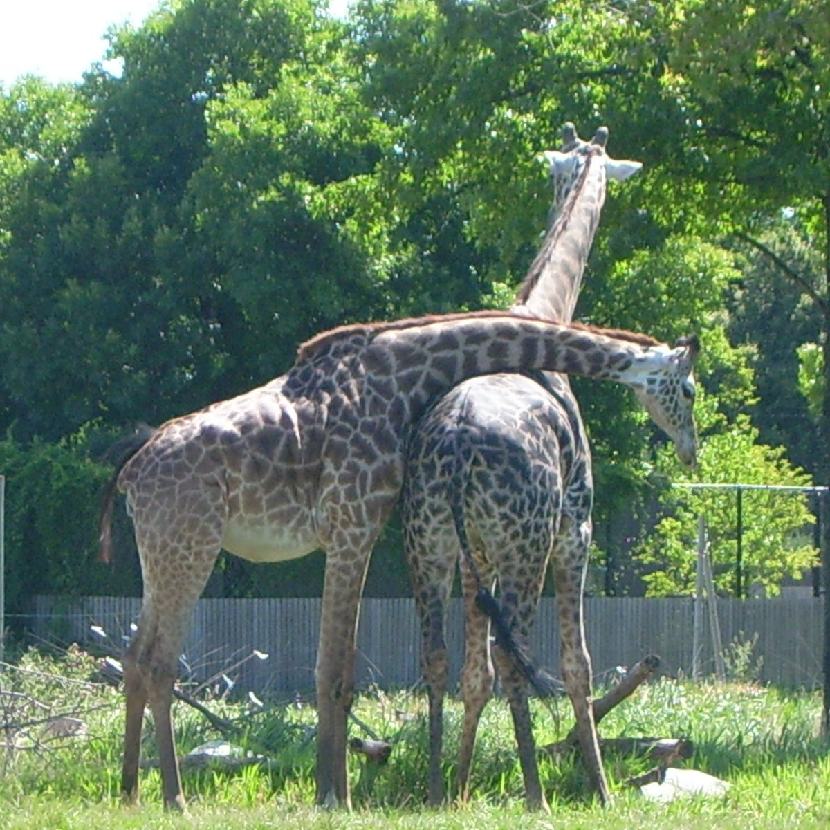 Toledo Zoo Calendar Pris Ulrike