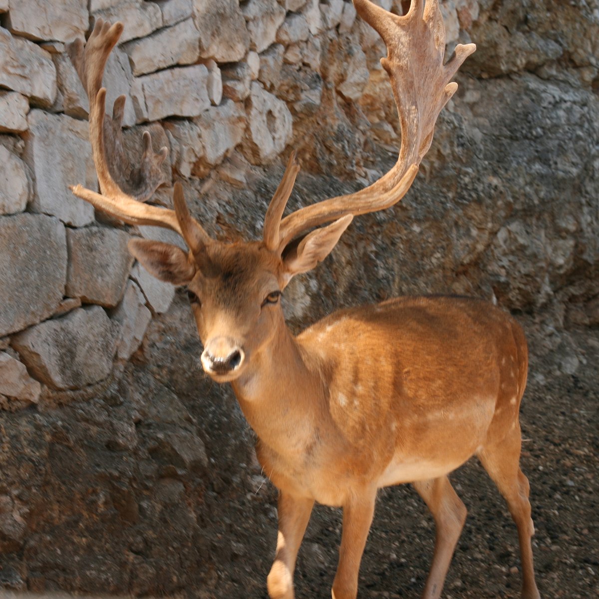 incidenti zoo safari fasano