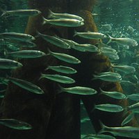 The herring tank in Aquarium Kiel