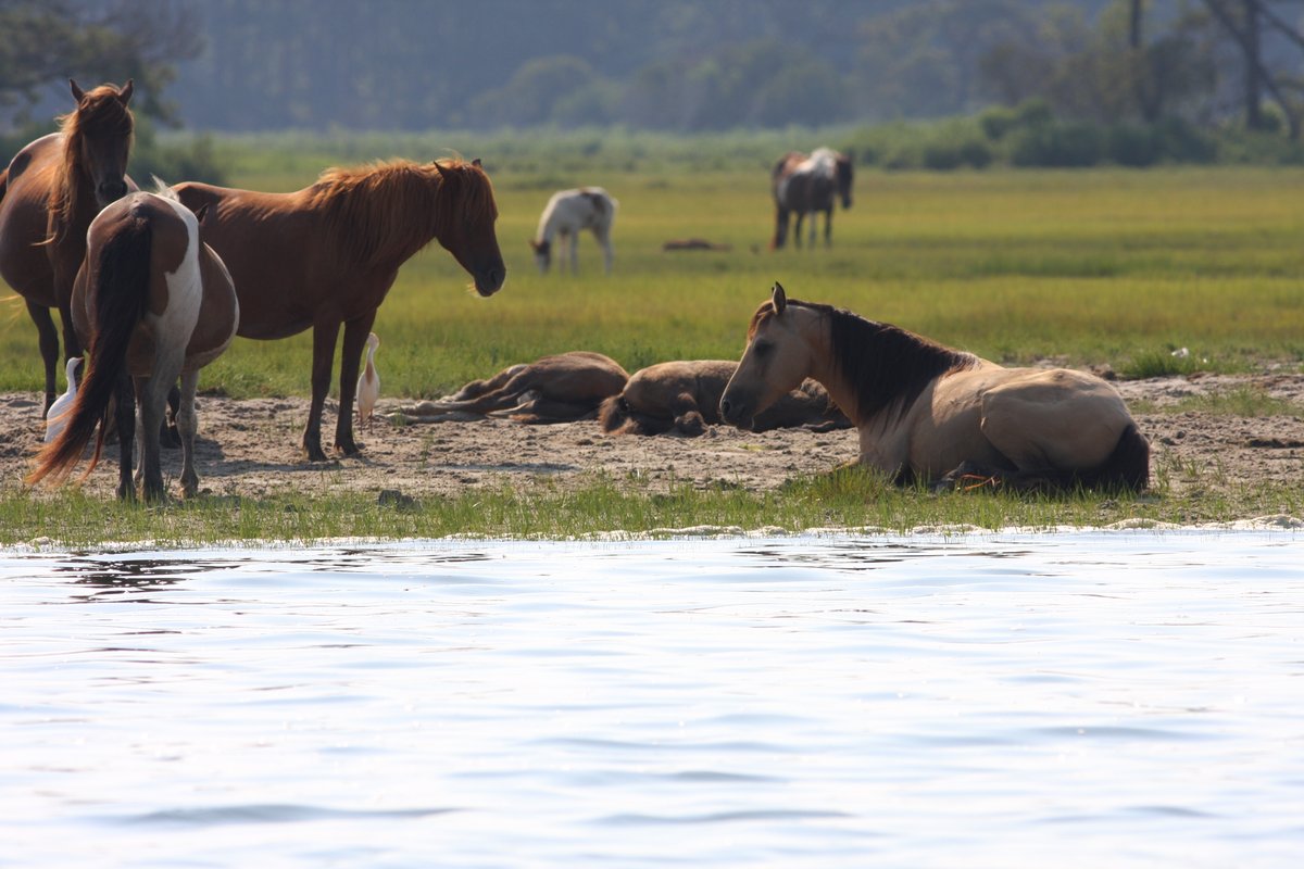 THE 15 BEST Things to Do in Chincoteague Island - 2022 (with Photos ...