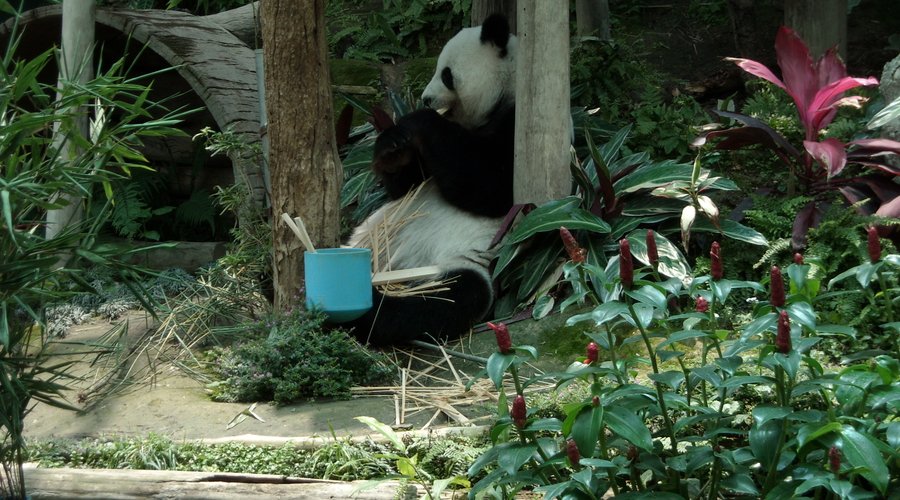 Female panda eating lunch