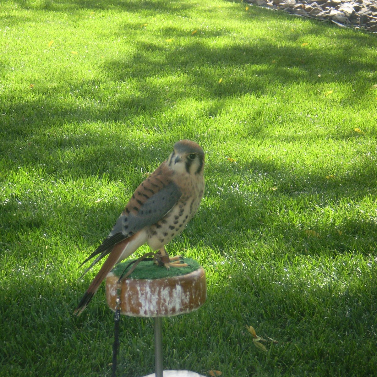 Birds of Prey Centre - All You Need to Know BEFORE You Go (with Photos)