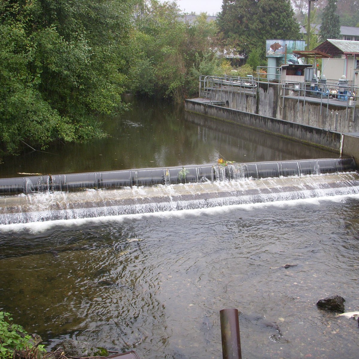 ISSAQUAH SALMON HATCHERY (2024) All You Need to Know BEFORE You Go ...