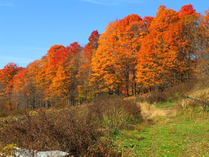 Sugarbush Farm image
