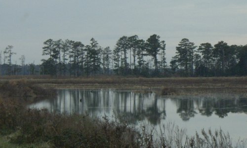 The Grounds
