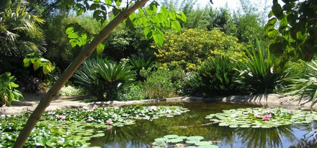 reflecting pond