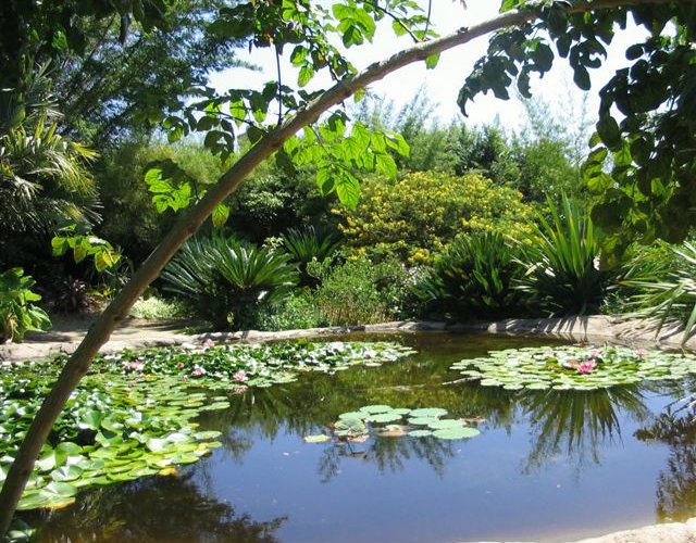 reflecting pond