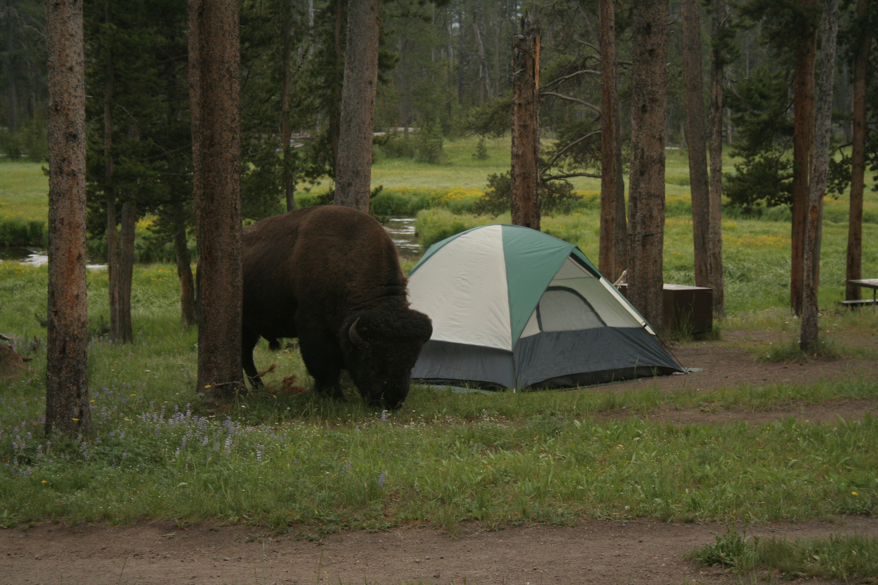 Camping in hotsell yellowstone national park