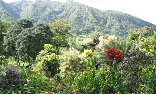 A view of the mountains as seen from the garden
