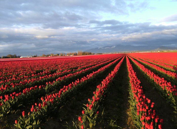 Tulip fields near LaConner WA -Skagit Valley Tulip Festival