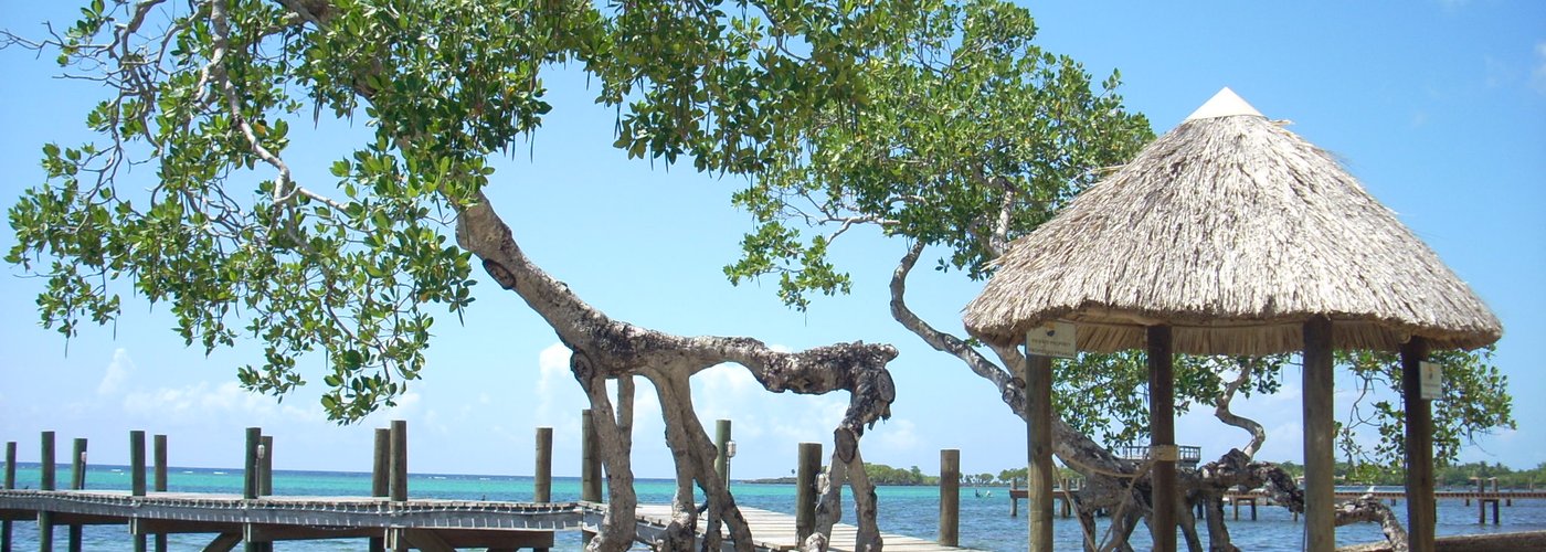 A pier in front of Micky's house in Sandy Bay with a mangrove tree