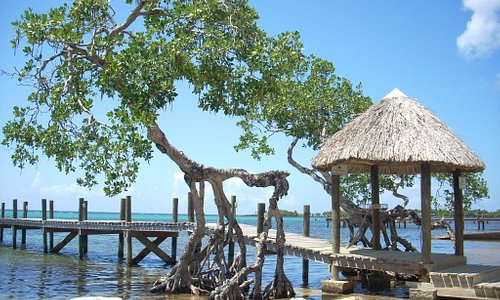 A pier in front of Micky's house in Sandy Bay with a mangrove tree